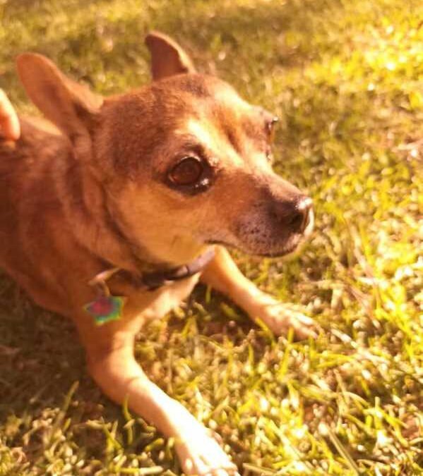 La esterilización no quirúrgica en perras y gatas